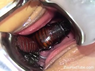 Roaches crawling inside her hot pussy BIG TIME