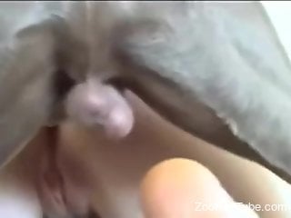 Marvelous moments a dog penetrates her pink pussy and ass