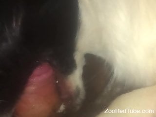 POV blowjob scene with a really sexy dog that blows