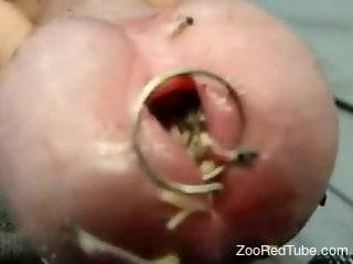 Aroused man inserts worms in the cock for brutal perversions