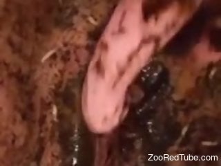 Maggot-infested pussy is being pleasured on camera