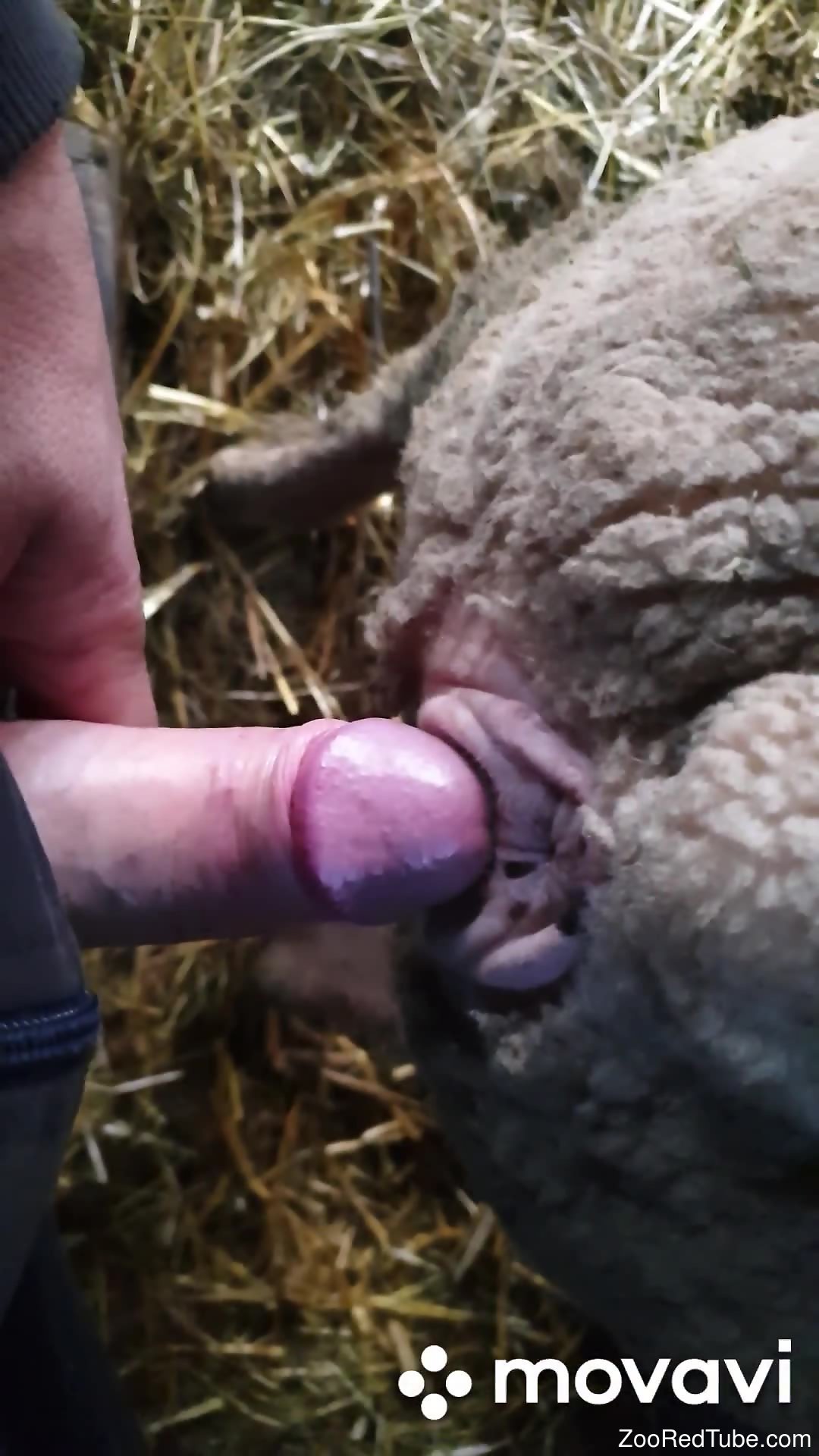Sheep Porn - Uncut cock punishing a sheep's hot hole from behind