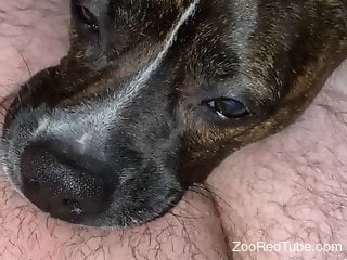 Nude man loves his dog sniffing and licking his dick
