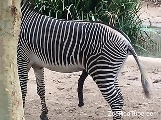 Zebra at the zoo makes horny dude horny and moody for sex