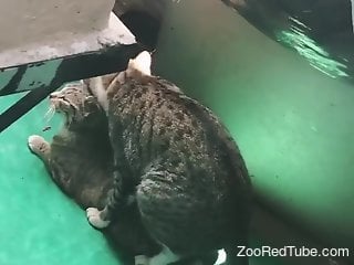 Cats prepare to enjoy hardcore fuckery as well
