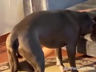 Wild whore with a hot pussy fucked by dog and BF