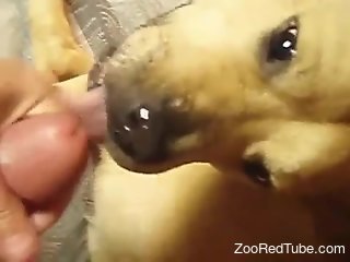 Strong cock for his little dog during home animal porn
