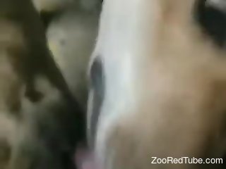 Aroused man jerks off and enjoys the dog licking his dick