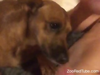 Nude man masturbates and enjoys his dog licking his cock