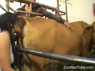 Aroused slut licks cow's ass and tries scat porn
