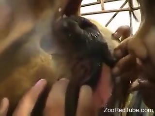 Aroused slut licks cow's ass and tries scat porn