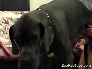 Aroused amateur filmed when giving deep blowjob to a dog