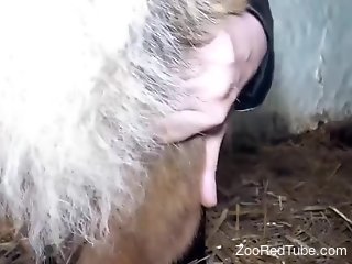 Furry farm animal grants woman perfect vaginal stimulation