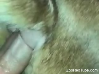 Man deep fucks dog's wet pussy in merciless cam rounds