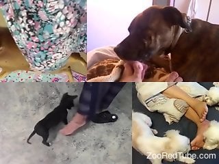 Homemade sex compilation with women and their dogs