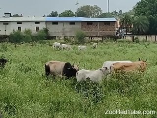 Man watches a herd of cows and craves sex with each one of them