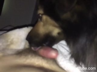 Aroused man lets the furry dog lick his penis in a kinky way