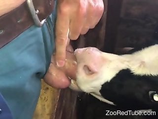 Veal licks man's erect penis until he comes over its fur