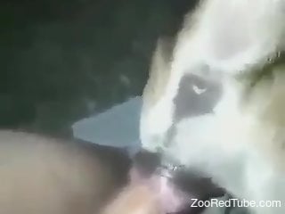 Man fucks furry dog the hard way in webcam zoophilia kinks