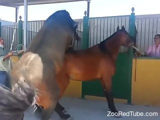 Stallion is ready to fuck his female while the men watch