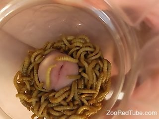 Man inserts cock in a jar filled with worms and enjoys stimulation