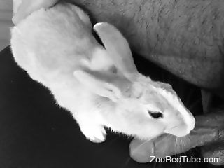 Rabbit licks man's erect penis during his cam solo