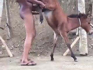 Black dude fucks donkey in the pussy and ass while on cam