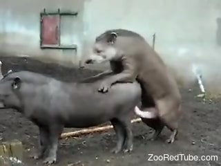 Animals at the zoo fuck and the horny man makes sure to film it