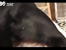 Dogs animal tube porn
