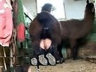 Horse animal sex