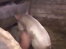 Milf animal sex